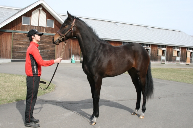ノーザンファーム早来 ステリーナ