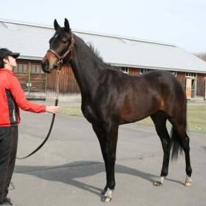 ノーザンファーム早来