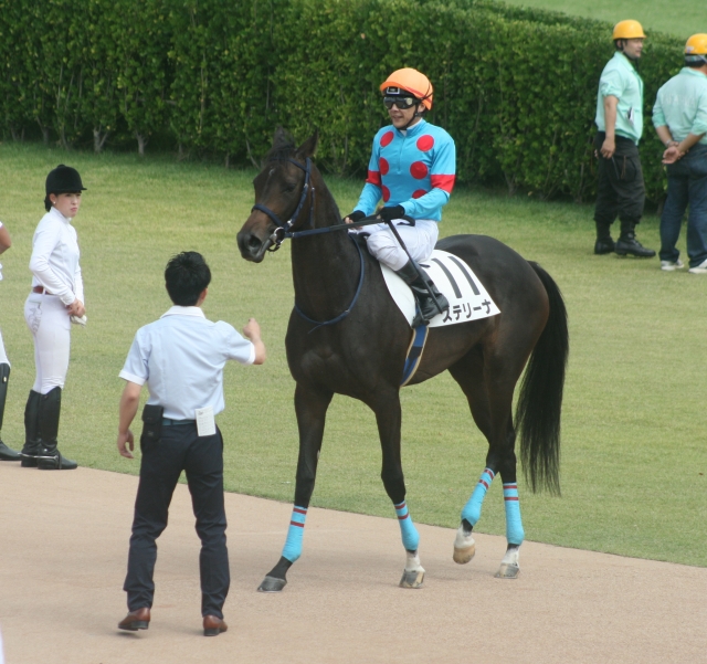新馬 レース後 ステリーナ