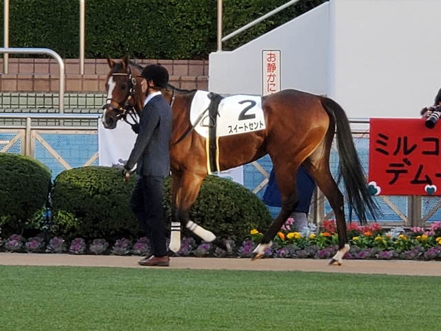 中山パドック スイートセント