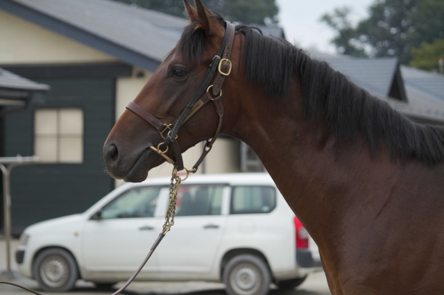 ノーザンファーム天栄にて9/7 フライトストリーム