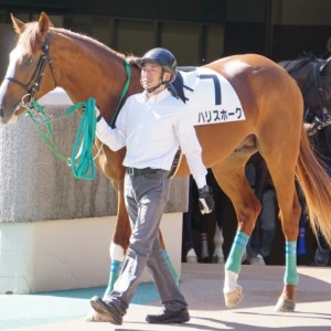 2018/10/21 2歳未勝利 パドック