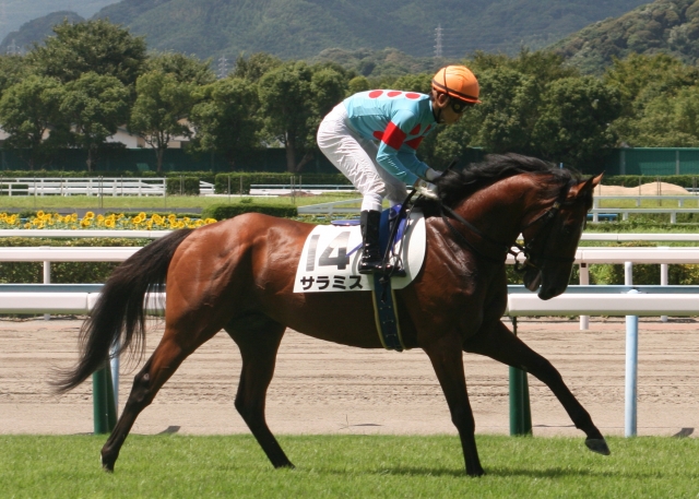 未勝利戦返し馬 サラミス
