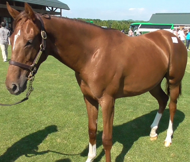２０１７募集馬見学ツアー２ ベルジュルネ