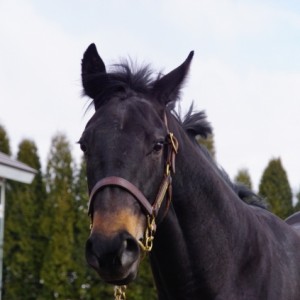 ノーザンファーム早来