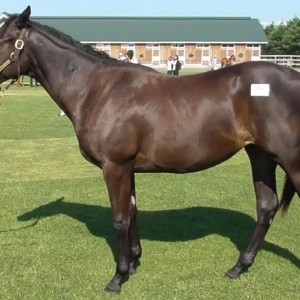 ２０１７募集馬見学ツアー１