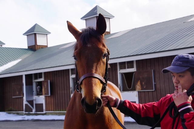 ノーザンファーム早来 マイエンフェルト