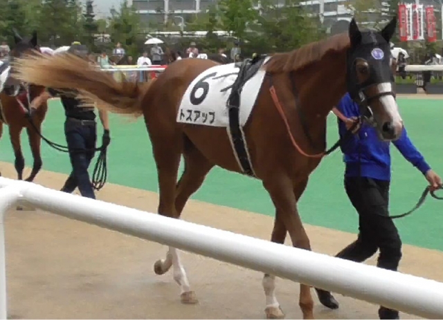 新馬戦パドック１ トスアップ