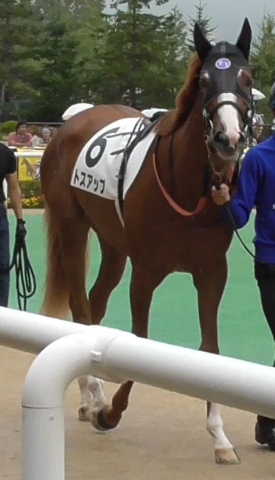 新馬戦パドック２ トスアップ