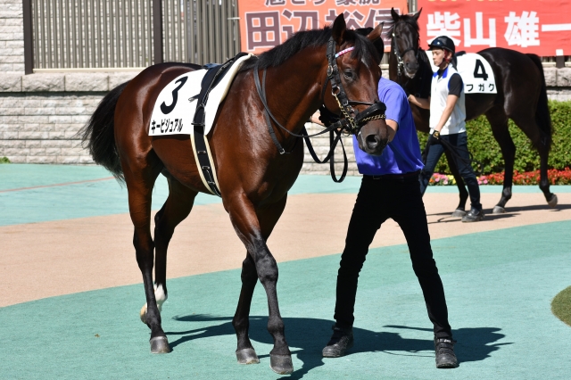 新馬戦パドック キービジュアル