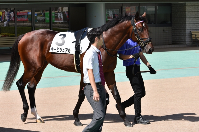 新馬戦パドック キービジュアル
