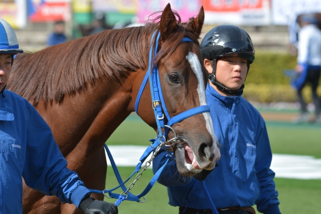 パドック騎乗前 フロントライン