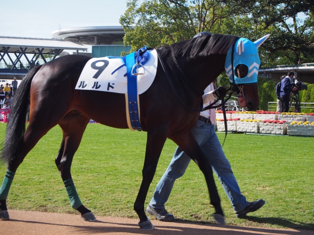 新馬戦パドック ルルド