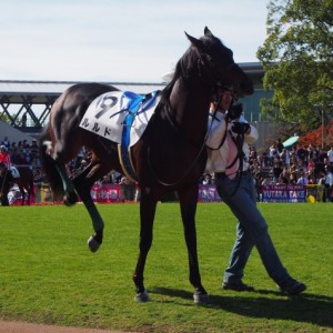 新馬戦パドック