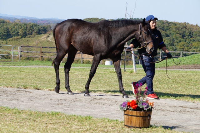 募集馬見学ツアー10月14日 レゴリス