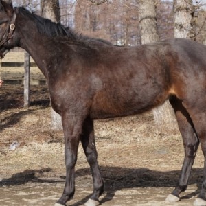 3月21日ノルマンディーファーム2