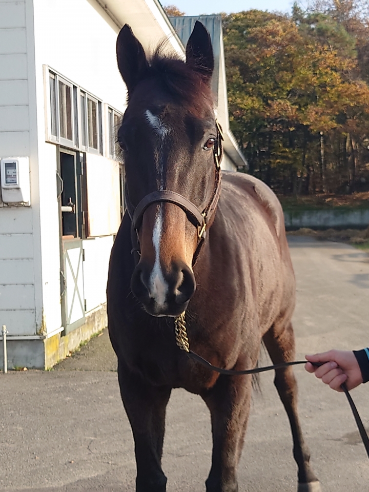 ノルマンディーファーム2 レゴリス