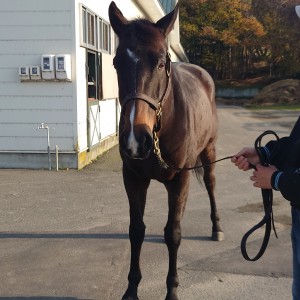 ノルマンディーファーム