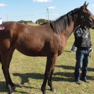 ２０１７募集馬見学ツアー１