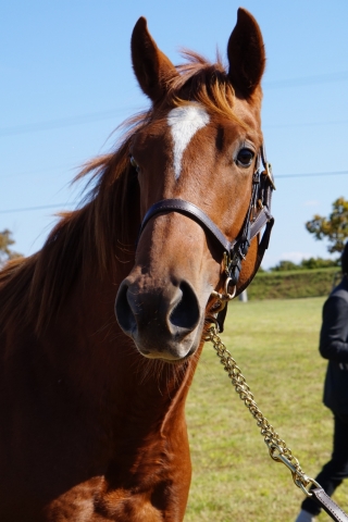 募集馬見学ツアー10月14日2 ラルムエトワール