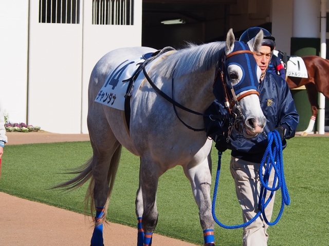 ３歳未勝利戦中山パドック チャンダナ