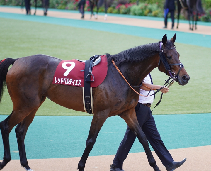 2021/10/16 アイルランドT府中(G2) レッドベルディエス