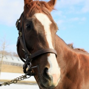 ノーザンファーム空港牧場にて