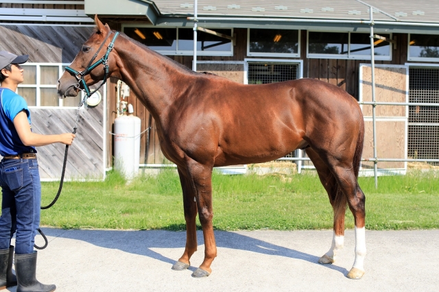 2019年5月 ミホ分場 レッドクレオス