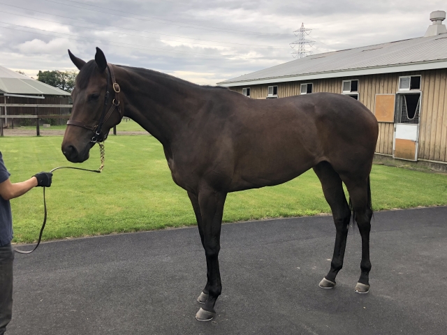 ノーザンファーム空港 レッドアデニウム