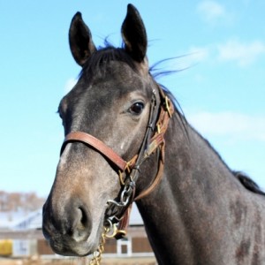 ノーザンファーム空港牧場にて