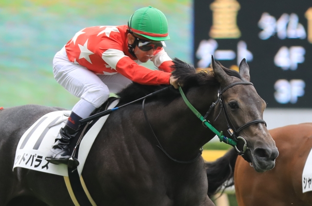 2018.9.1 新潟5R 2歳新馬戦 レッドパラス