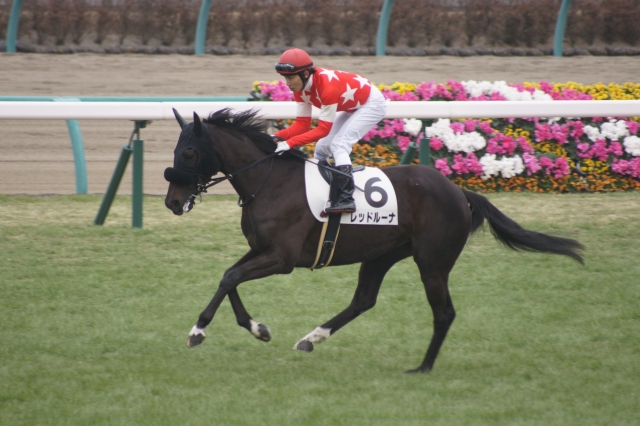 新馬戦返し馬 レッドルーナ