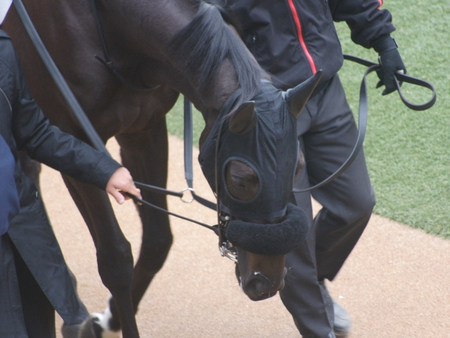 新馬戦パドック(顔) レッドルーナ
