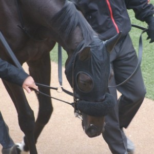 新馬戦パドック(顔)