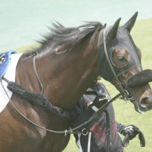 ３戦目パドック近影