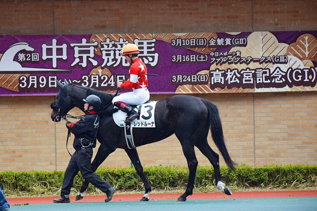 未勝利戦パドック レッドルーナ