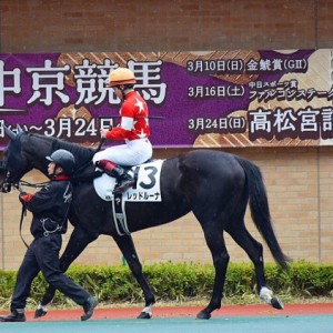 未勝利戦パドック