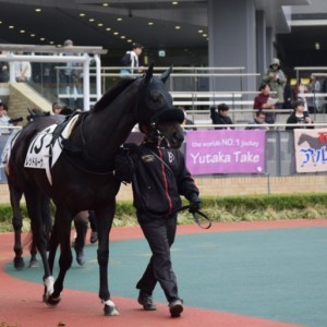 未勝利戦パドック