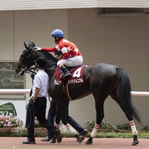 神戸新聞杯