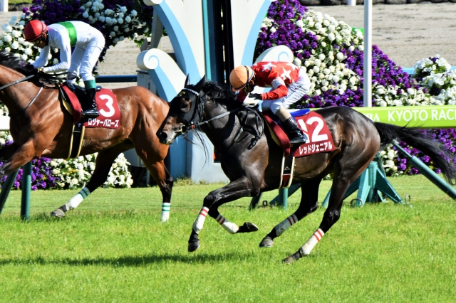 京都新聞杯～ゴール前 レッドジェニアル