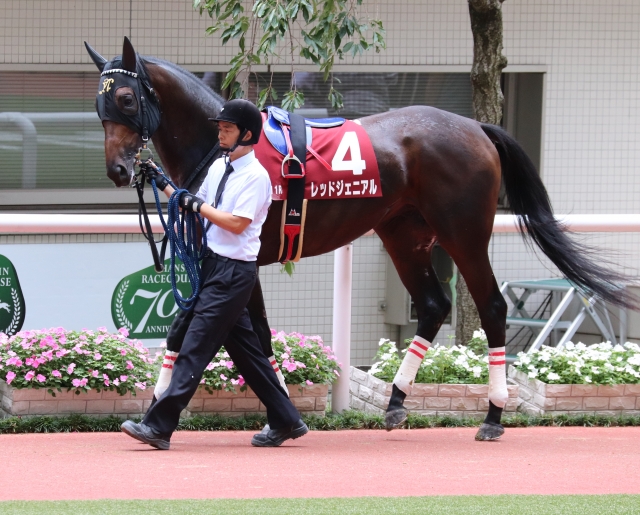 神戸新聞杯　パドック レッドジェニアル