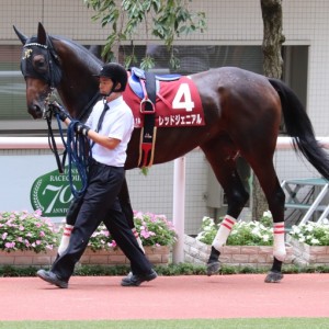 神戸新聞杯　パドック