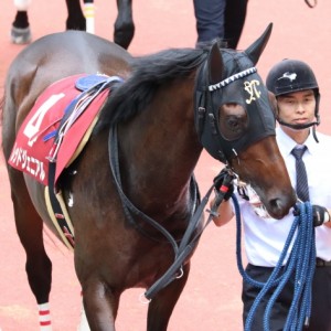 神戸新聞杯　パドック