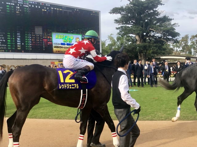 菊花賞パドック レッドジェニアル