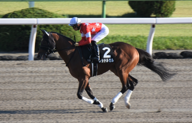 本馬場入場② レッドルゼル