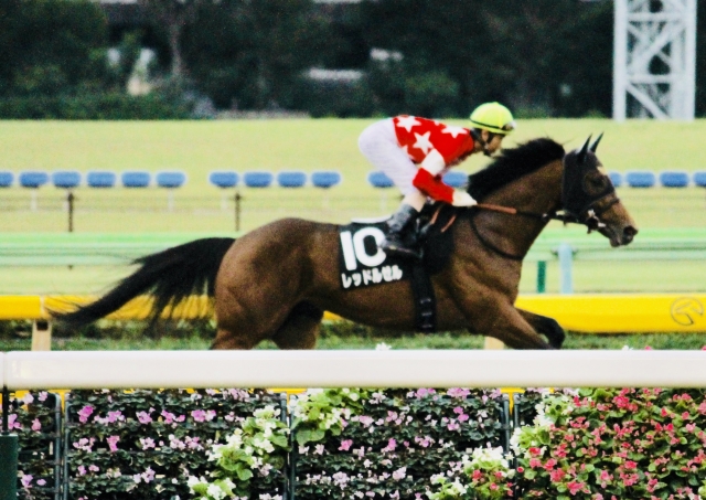 三峰山特別 返し馬 レッドルゼル