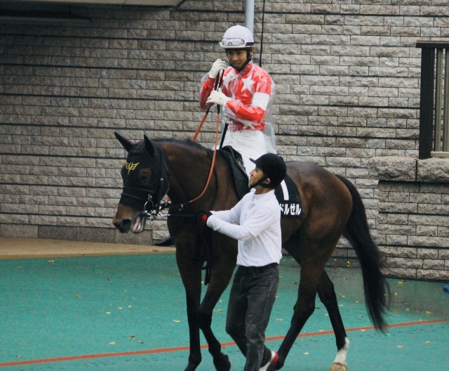 銀嶺ステークス パドック レッドルゼル