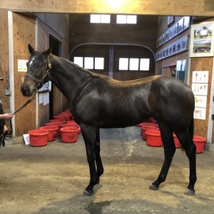 ノーザンファーム空港