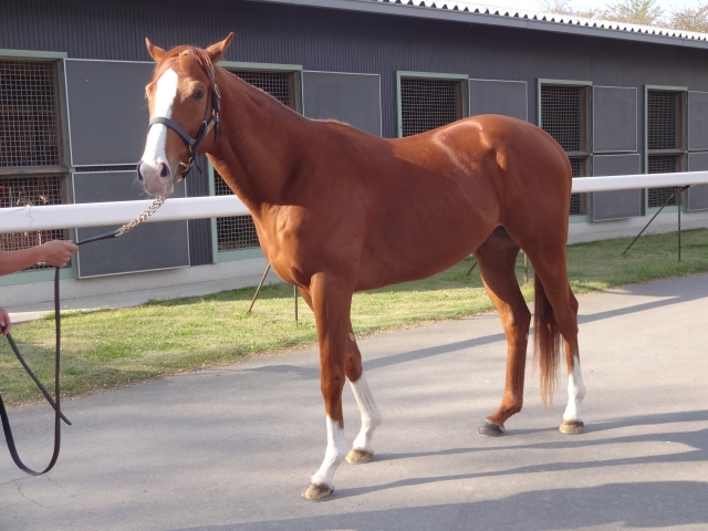 チェスナットファーム 阿見 アースビルボード