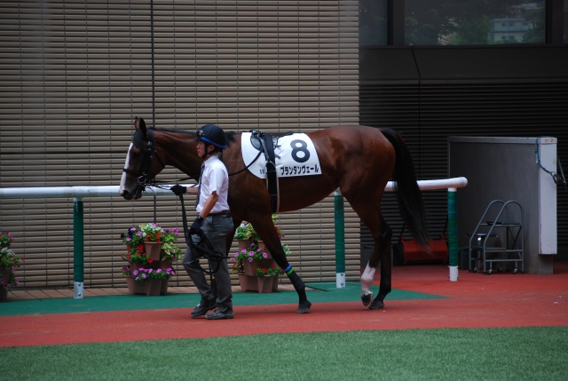 新馬戦パドック プランタンヴェール